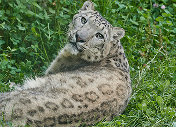 Panthère des neiges allongée dans l'herbe au zoo Le PAL