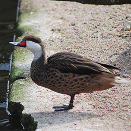 Un Pilet des Bahamas au borde l'eau au parc animalier Le PAL dans l'Allier