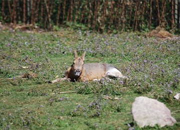 Un mara allongé sur l'herbe au parc animalier Le PAL