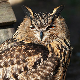 Gros plan sur la tête d'un Grand duc européen au parc Le PAL