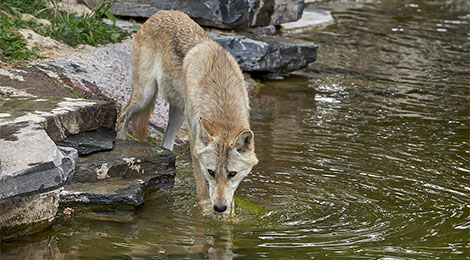 Animation pédagogique des loups du Canada