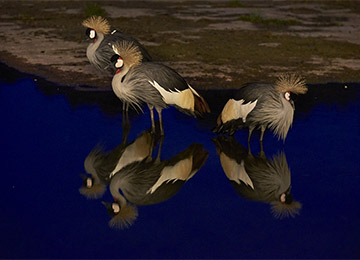 Trois grues couronnées qui se reflètent dans l'eau au parc animalier Le PAL dans l'Allier