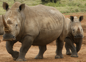 Deux rhinocéros blancs  dont un petit, au parc animalier Le PAL au cœur de l'Auvergne