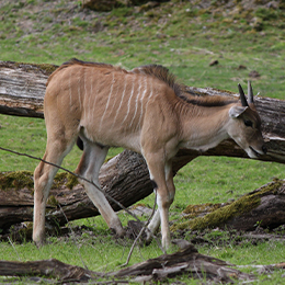 Petit éland du Cap marchant près de troncs d'arbres