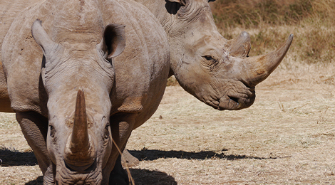 Rhinocéros blanc