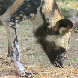 Un Lycaon reniflant le sol au parc animalier Le PAL