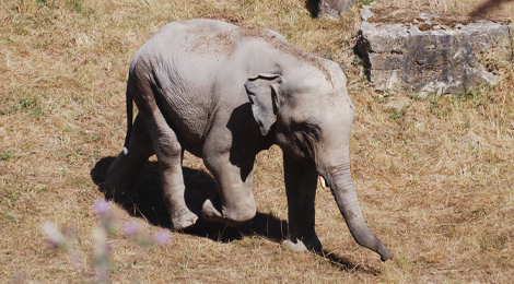 Tom, notre éléphant d'Asie