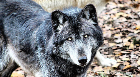 Kenaï, notre loup du Canada