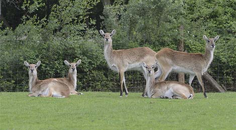 Cobe de Lechwe